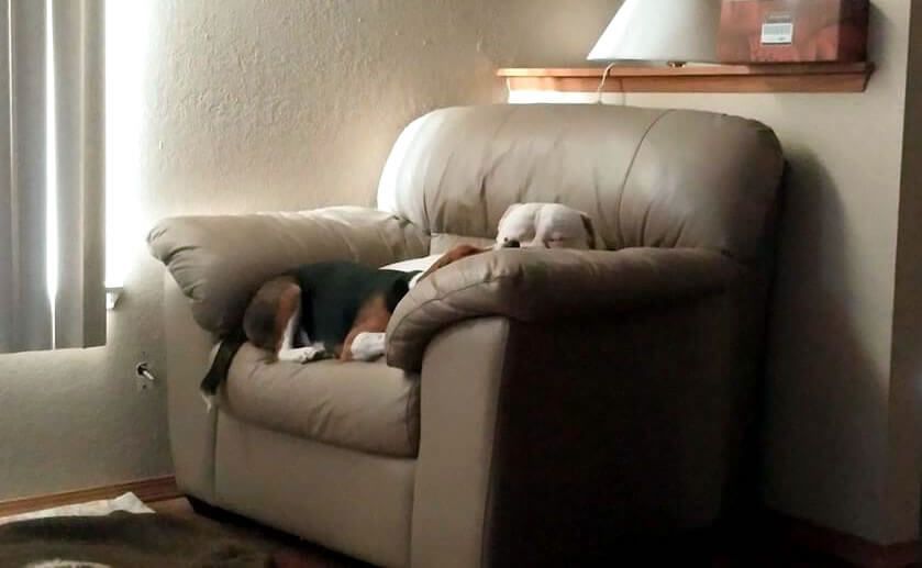 A dog is sleeping in a chair in a living room.