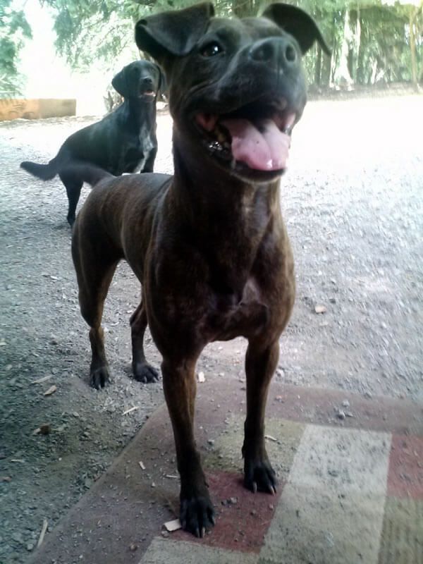 Two dogs standing next to each other with one sticking its tongue out.