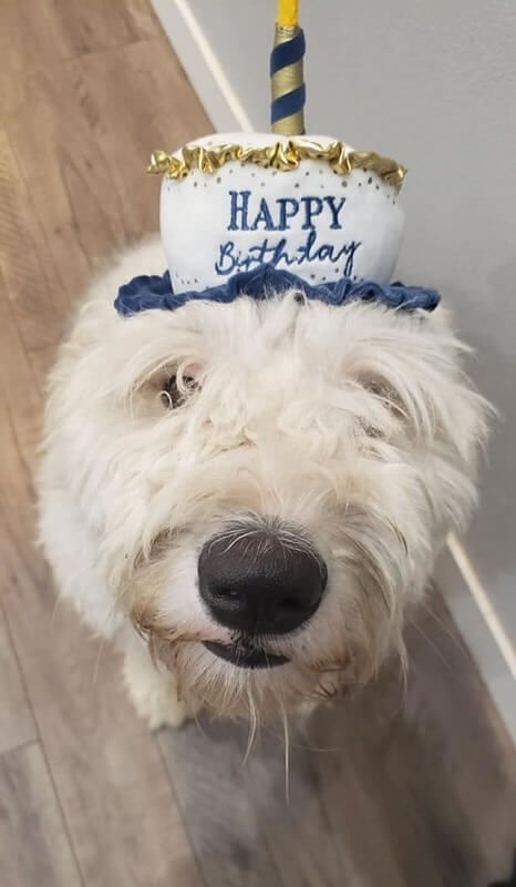 A small white dog wearing a happy birthday hat.