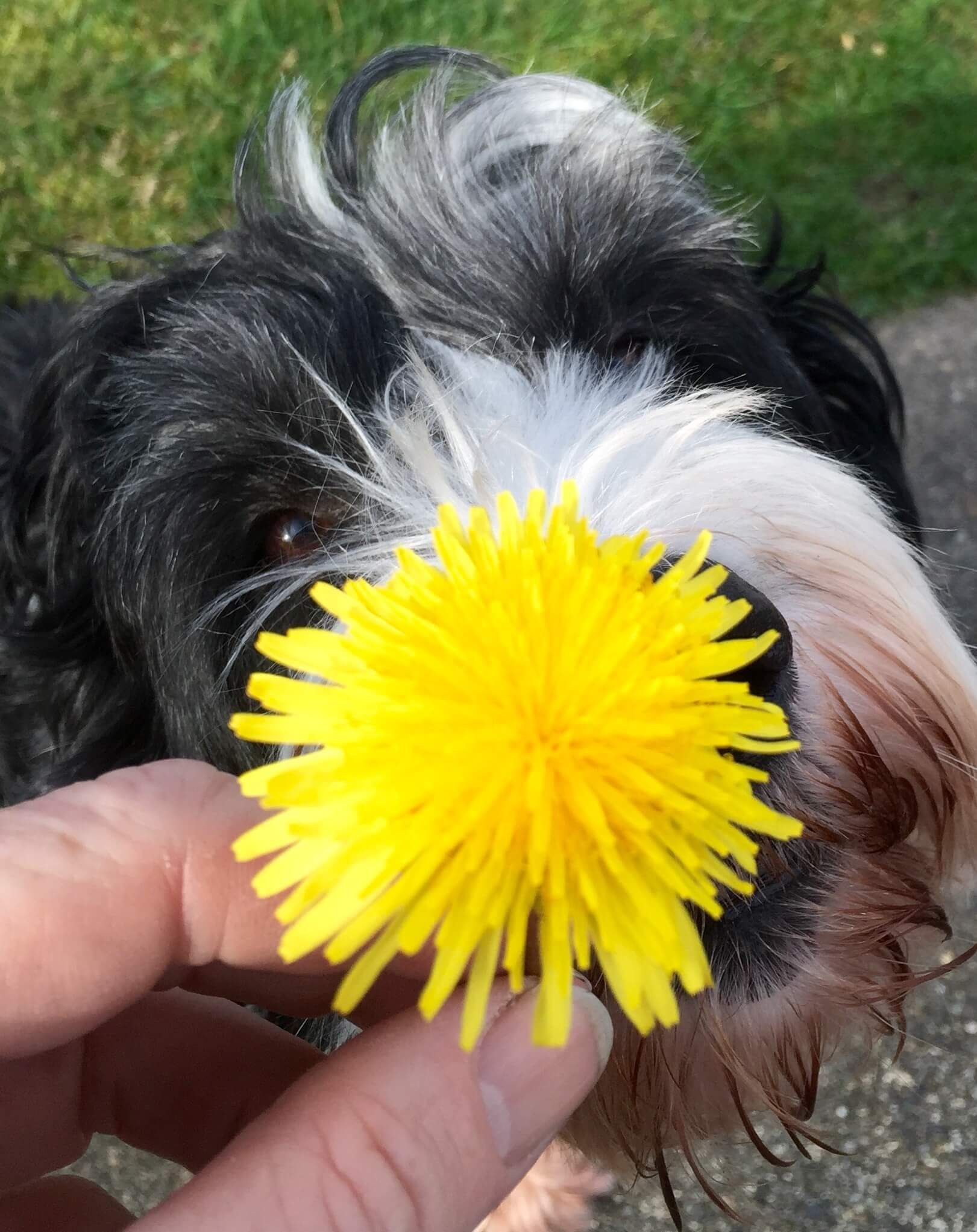 A person is holding a dandelion in front of a black and white dog.