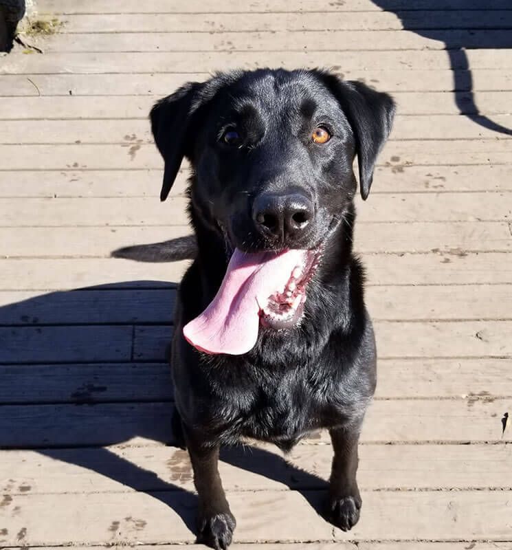A black dog with a pink tongue sticking out.