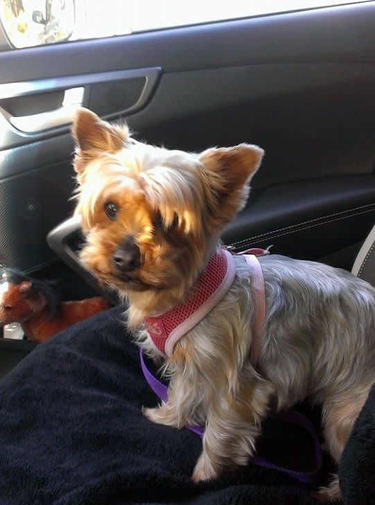 A small dog wearing a pink harness is sitting on a person 's lap in a car.