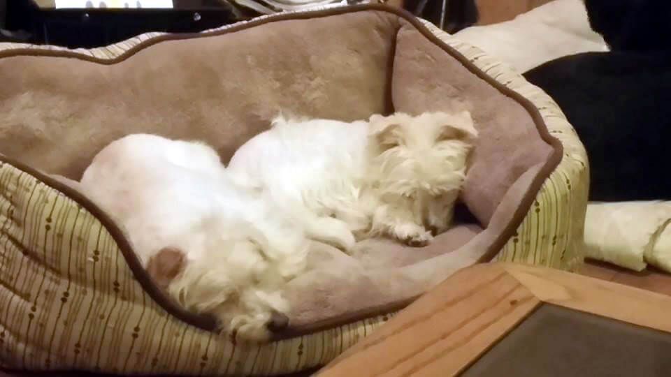Two white dogs are sleeping in a dog bed on a couch.