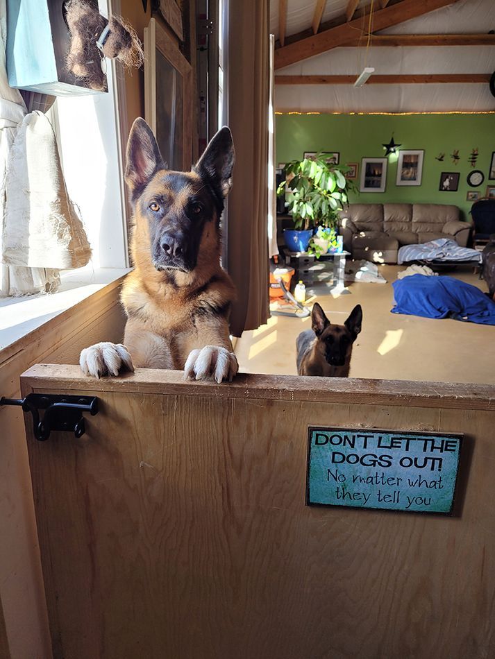 A german shepherd dog is looking out of a wooden gate in a living room.