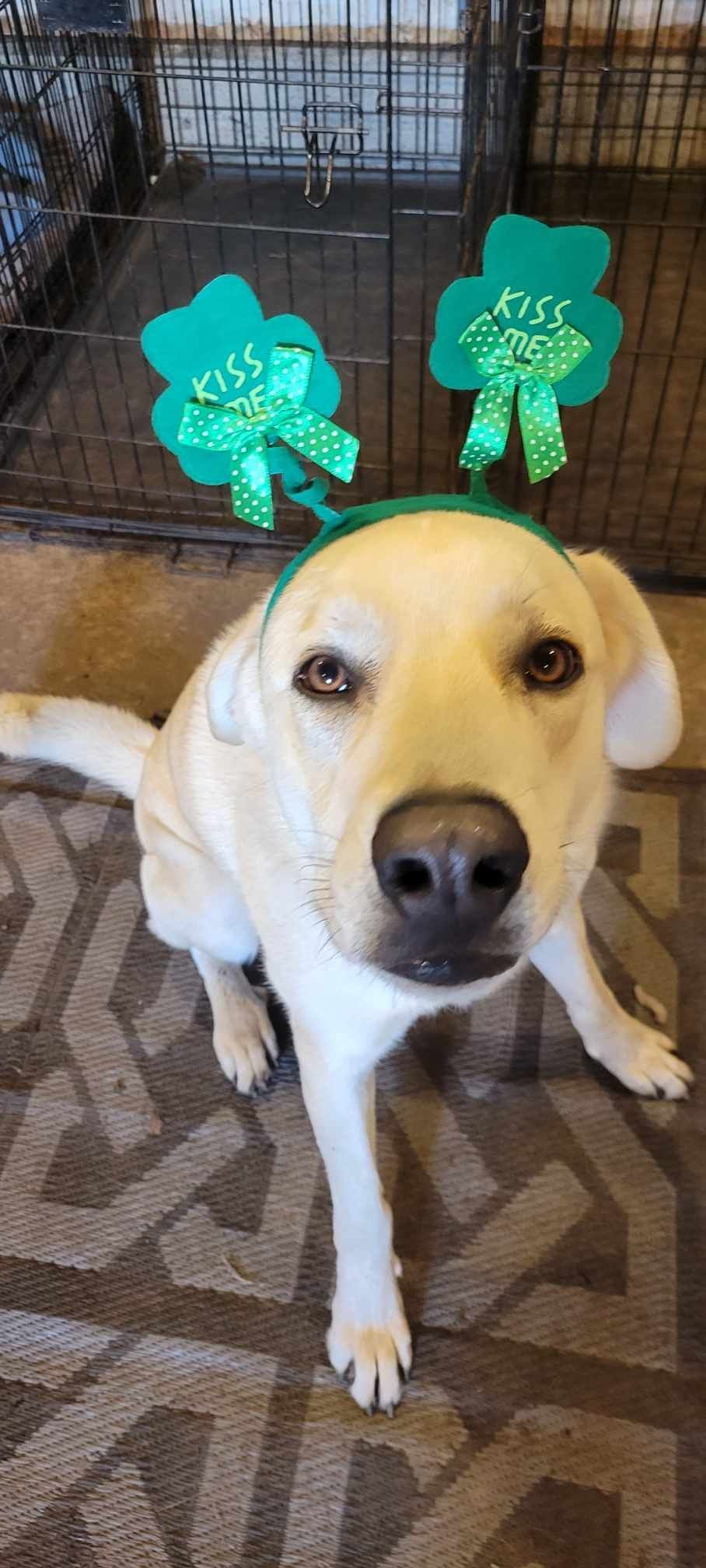 A dog wearing a green headband with shamrocks on it.