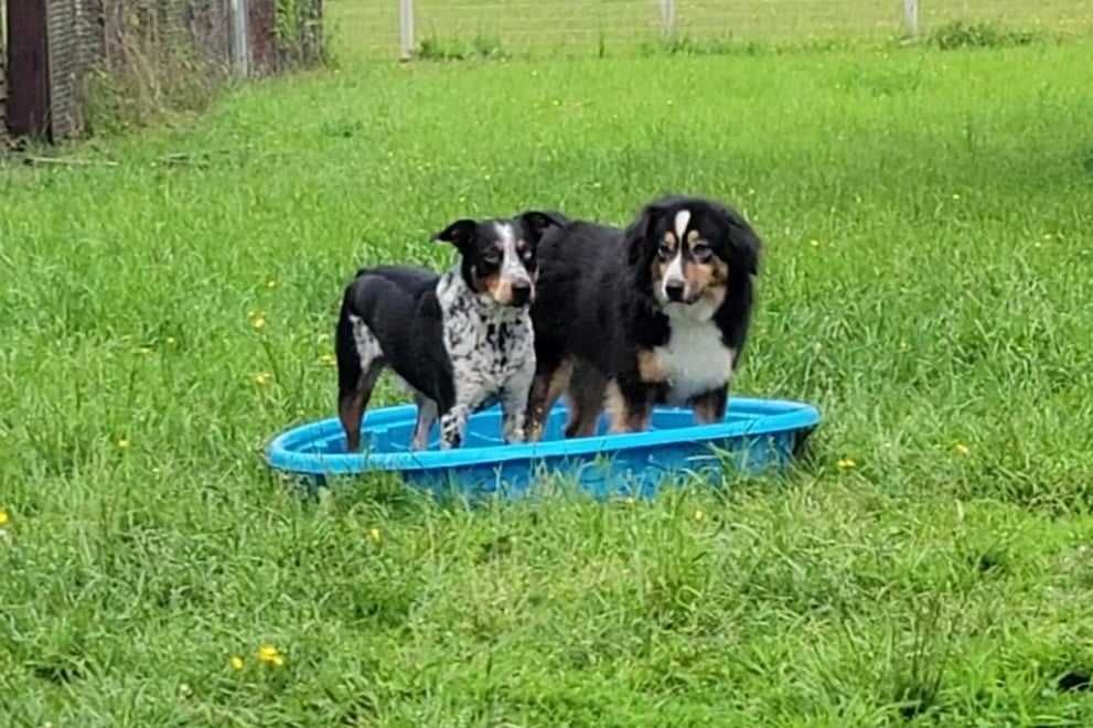 Two puppies are standing in a small blue pool in the grass.