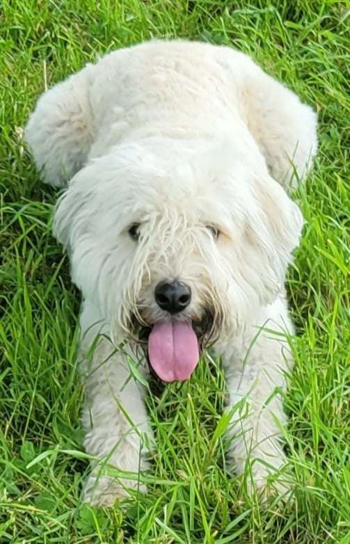 A white dog with a pink tongue is laying in the grass.