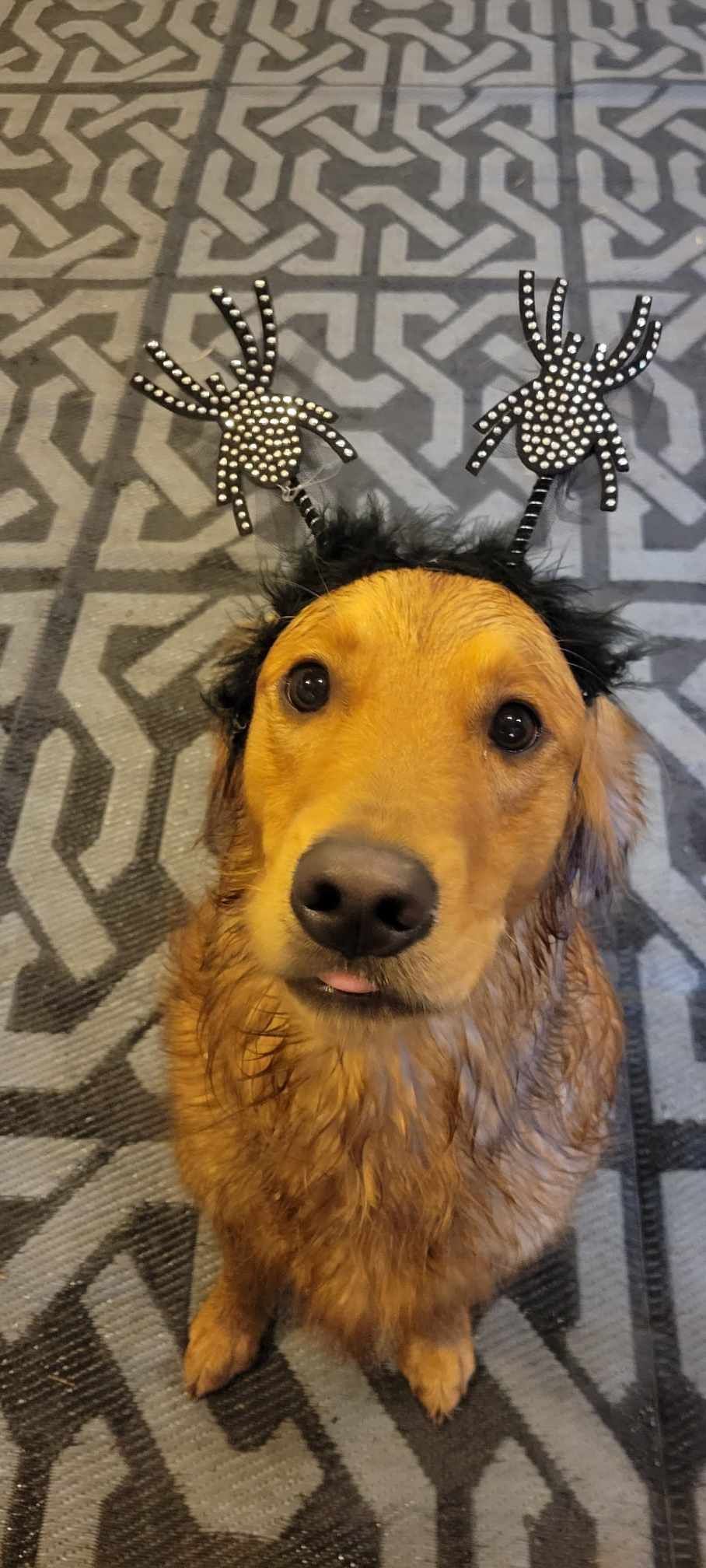 A dog wearing a wig with spiders on it is sitting on a rug.