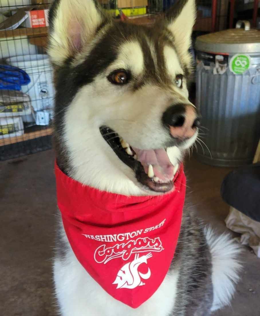 A husky dog wearing a red bandana is standing in a garage.