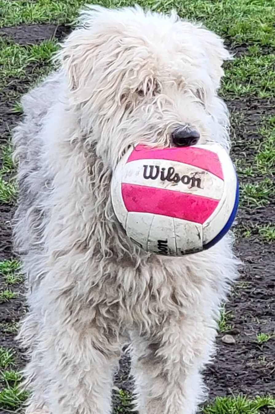 A white dog is holding a volleyball in its mouth.