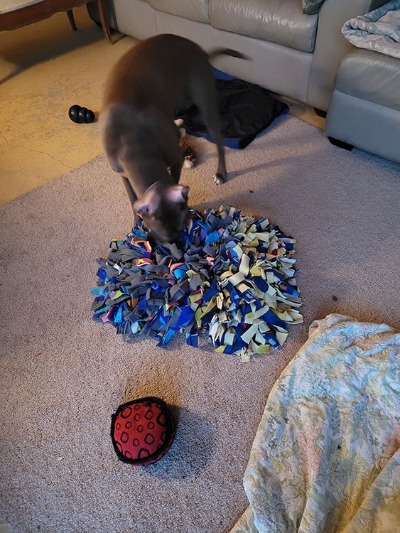 A dog is playing with a toy on the floor in a living room.