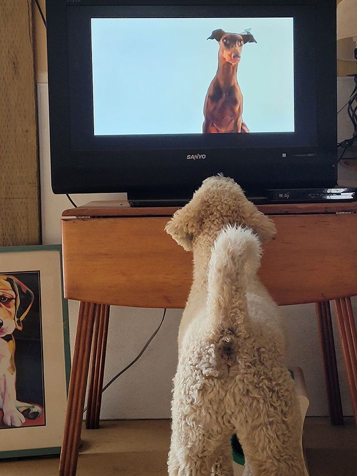 A dog is looking at a picture of a dog on a tv screen.