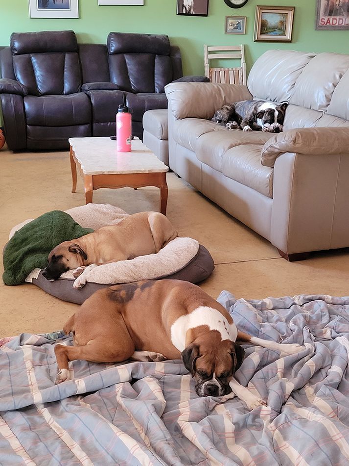 Two dogs are laying on blankets in a living room next to a couch.