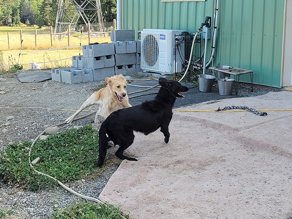 Two dogs are standing next to each other in front of a green building.