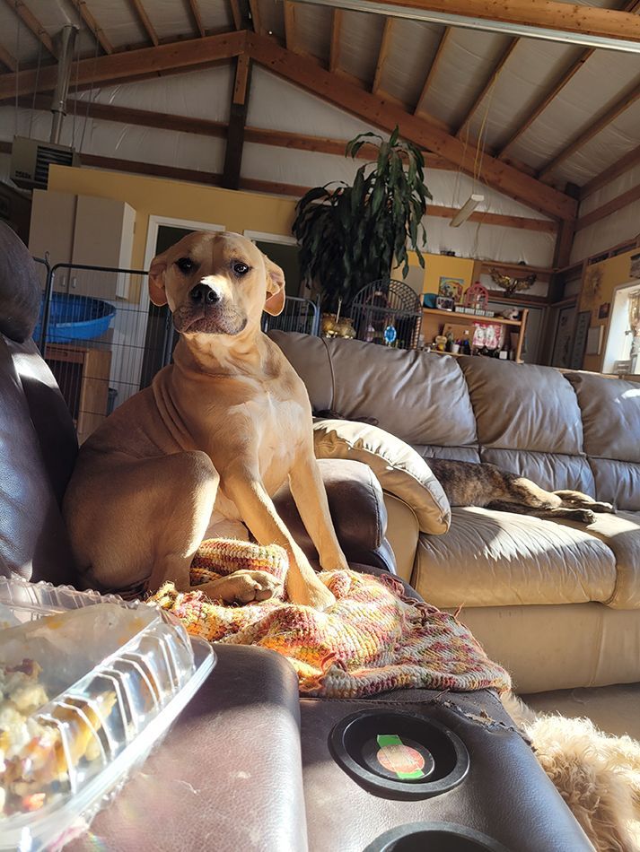 A dog is sitting on a couch in a living room.