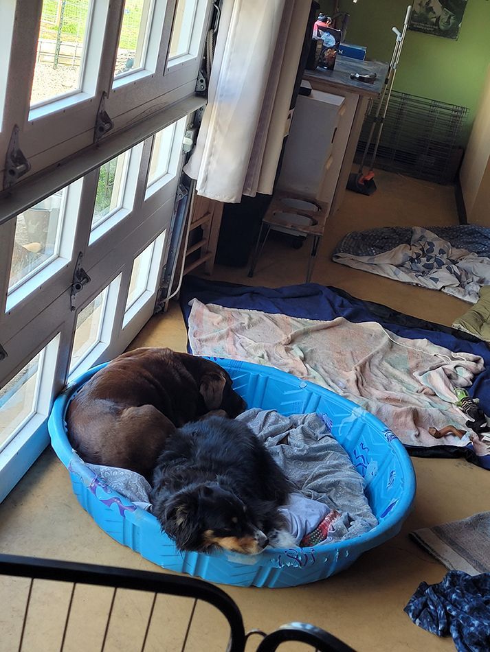 Two dogs are laying in a blue dog bed.