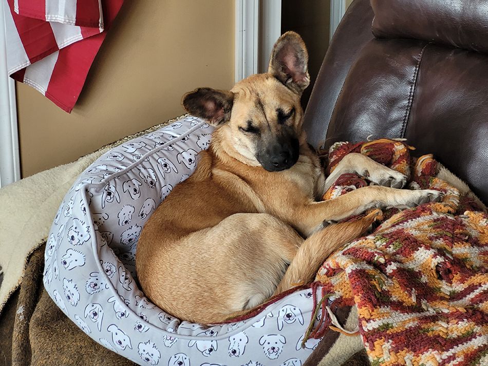 A dog is laying in a dog bed on a couch.