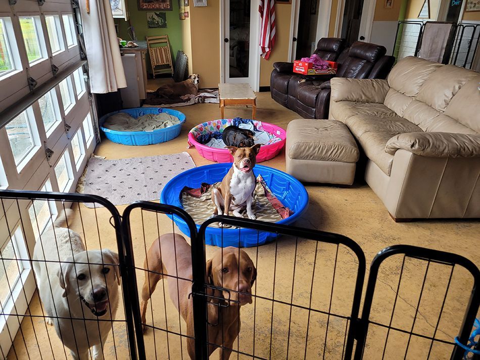 A group of dogs are standing in a living room behind a fence.