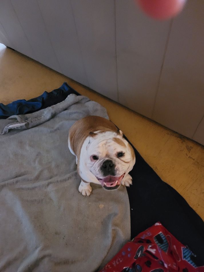 A brown and white dog is laying on a blanket on the floor.