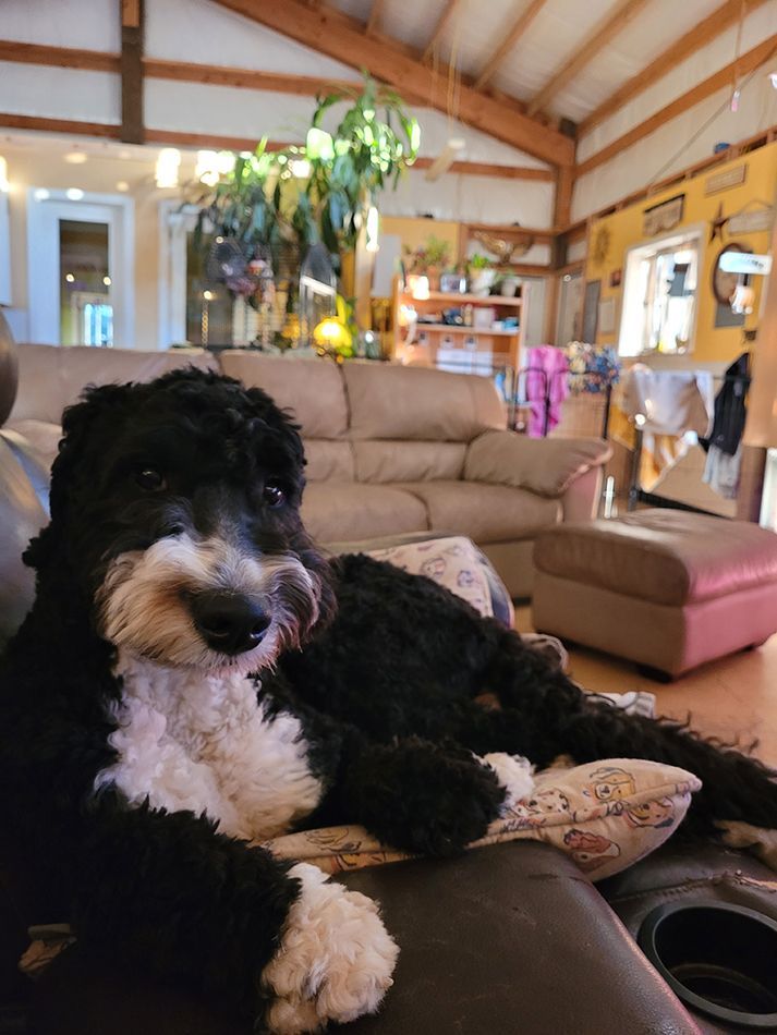 A black and white dog is laying on a couch in a living room.
