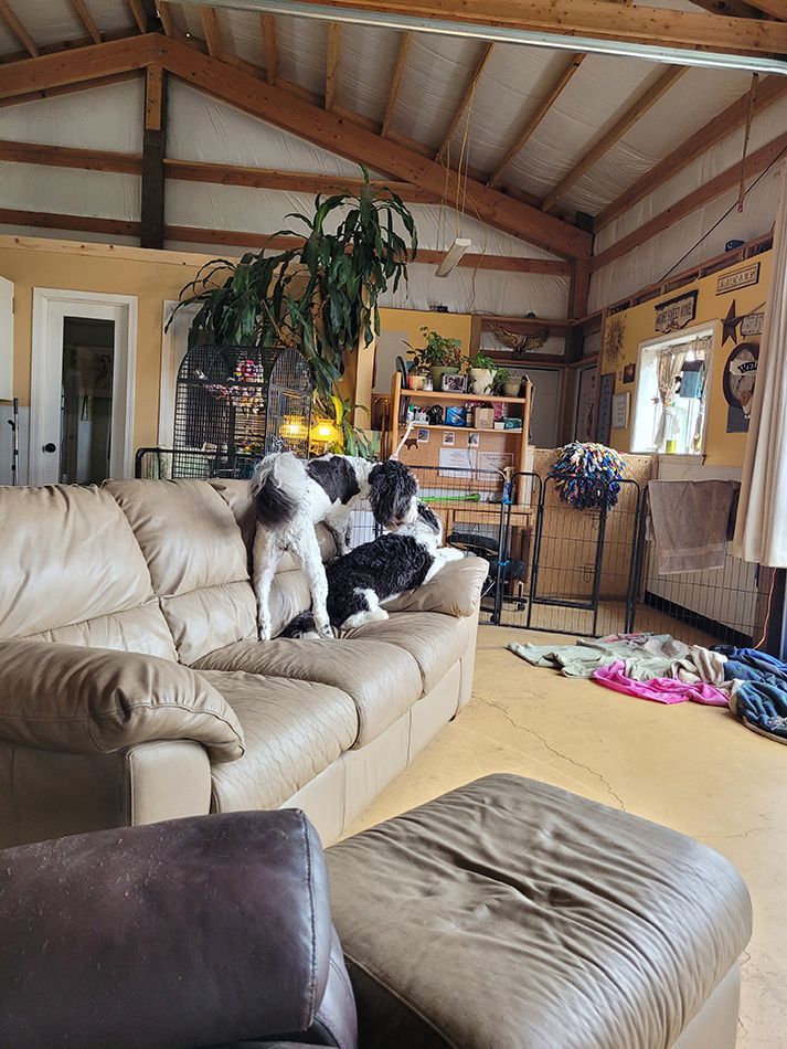 Two dogs are playing on a couch in a living room.