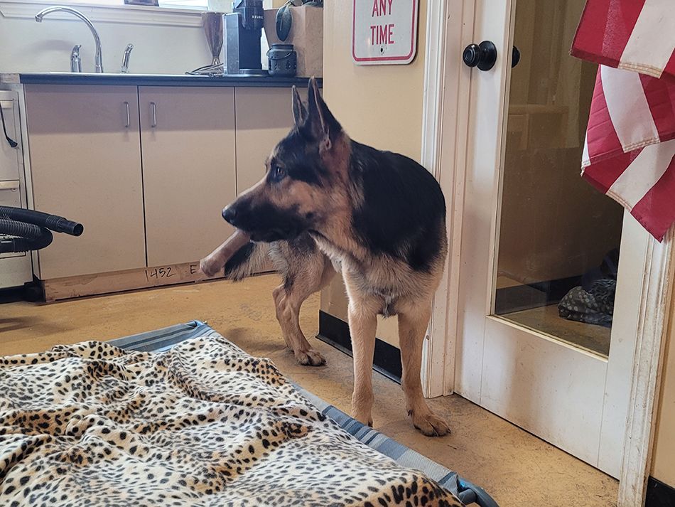 A german shepherd dog is standing next to a leopard print blanket in a kitchen.