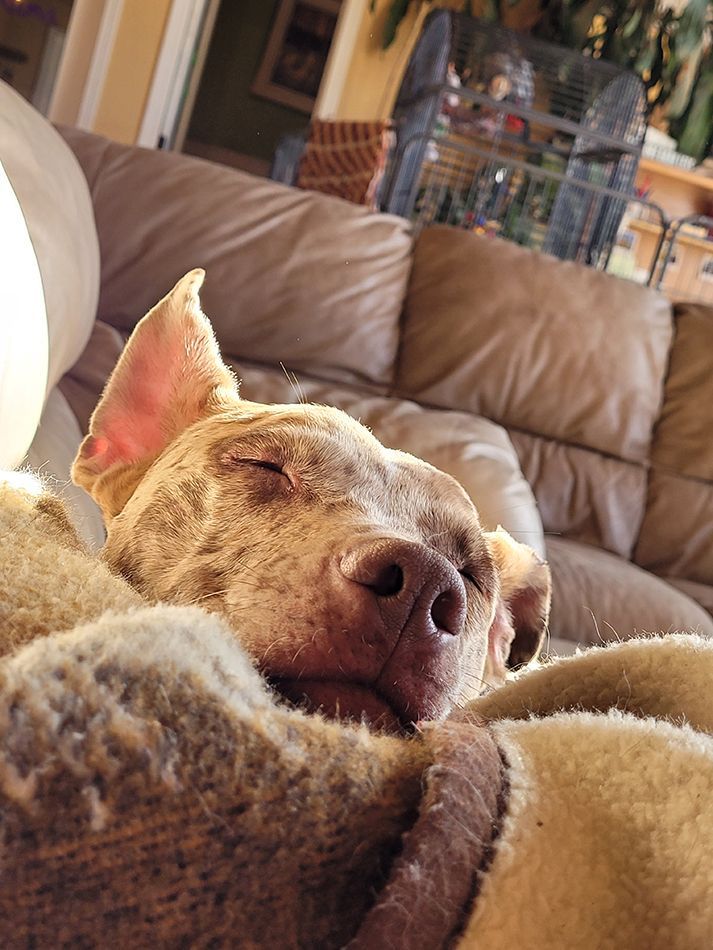 A dog is sleeping on a couch with its eyes closed.