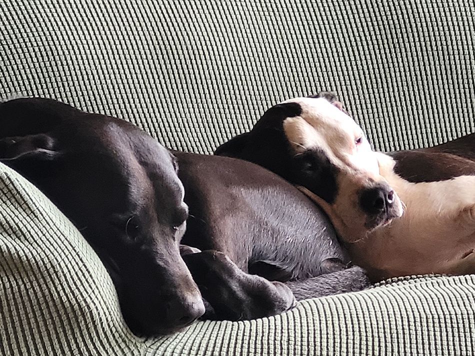 Two dogs laying on top of each other on a couch.