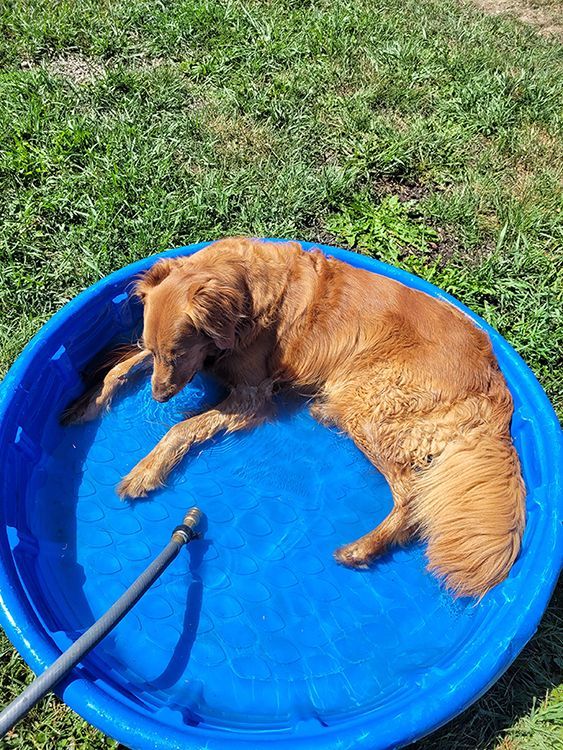 A dog is laying in a blue pool of water.