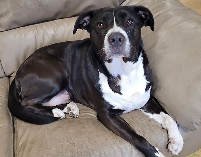 A black and white dog is laying on a couch.