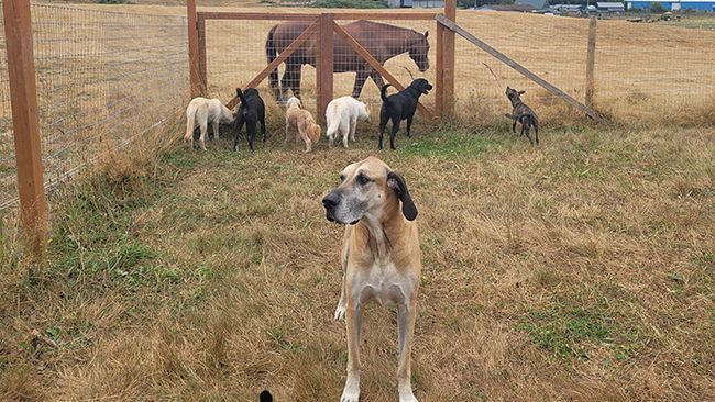 A dog is standing in a field next to a horse and other dogs.