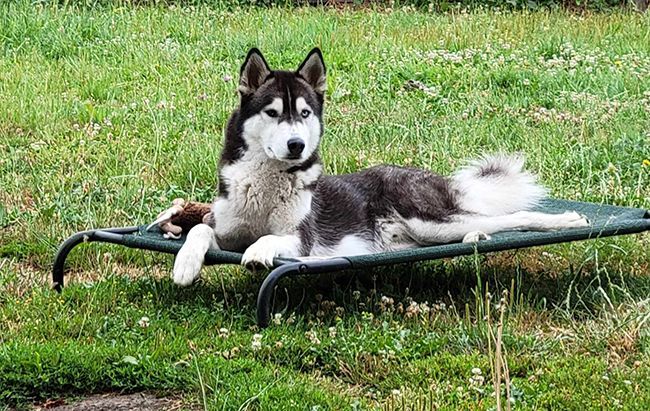 A husky dog is laying on a dog bed in the grass.
