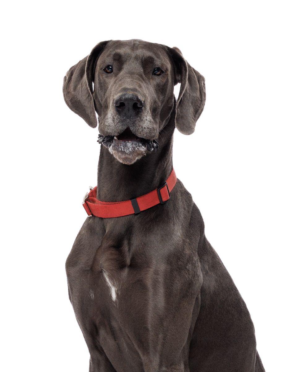 A brown dog wearing a red collar looks at the camera