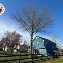 A large, bare tree stands beside a blue two-story house under a clear, bright blue sky.