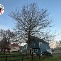 A large, leafless deciduous tree stands in front of a blue, two-story house during a clear, sunny day.