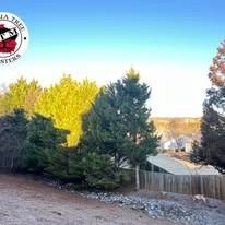 A row of various green coniferous trees stands behind a wooden fence with houses in the background at sunset.
