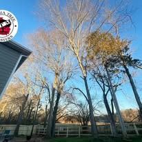 Tall trees stand against a clear blue sky next to the corner of a house and a white fence in a residential backyard.