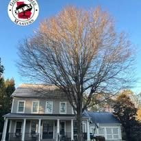A large, bare tree stands in front of a two-story gray house with a front porch, under a clear blue sky.