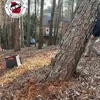 A person walking through a wooded yard near a large pine tree and a small equipment bag.