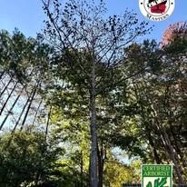 A tall tree with sparse leaves stands against a blue sky, flanked by pine trees and featuring a Certified Arborist logo.