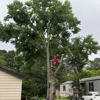 A worker in a red shirt uses a chainsaw to prune large branches from a tall tree between two houses.