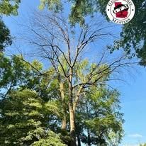 A tall, leafless tree stands in a forest with green trees under a bright blue sky, with a Georgia Tree Masters logo above.