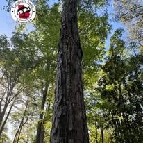 A tall pine tree with textured, dark bark stands against a bright blue sky, surrounded by lush green foliage.