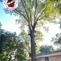 A tall, mature tree with trimmed branches stands next to the brick exterior of a house under a clear, bright blue sky.