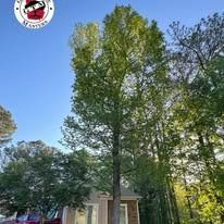 A tall, leafy green tree towers over the side of a brown-brick house under a bright blue sky.