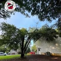 A large tree with thin, sweeping branches towers over a residential lawn next to a white house under a clear blue sky.