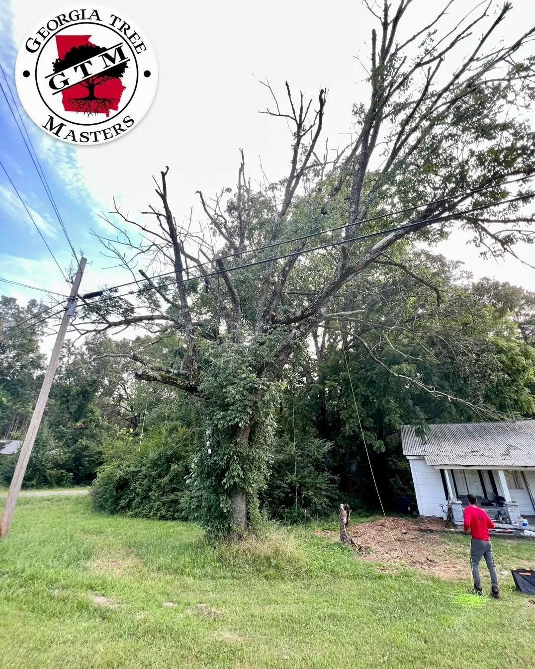 A tree removal worker stands near a large, partially dead tree next to a house with a Georgia Tree Masters logo above.