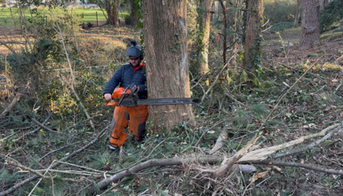 Worker in orange safety pants clearing branches with a chainsaw in a wooded area