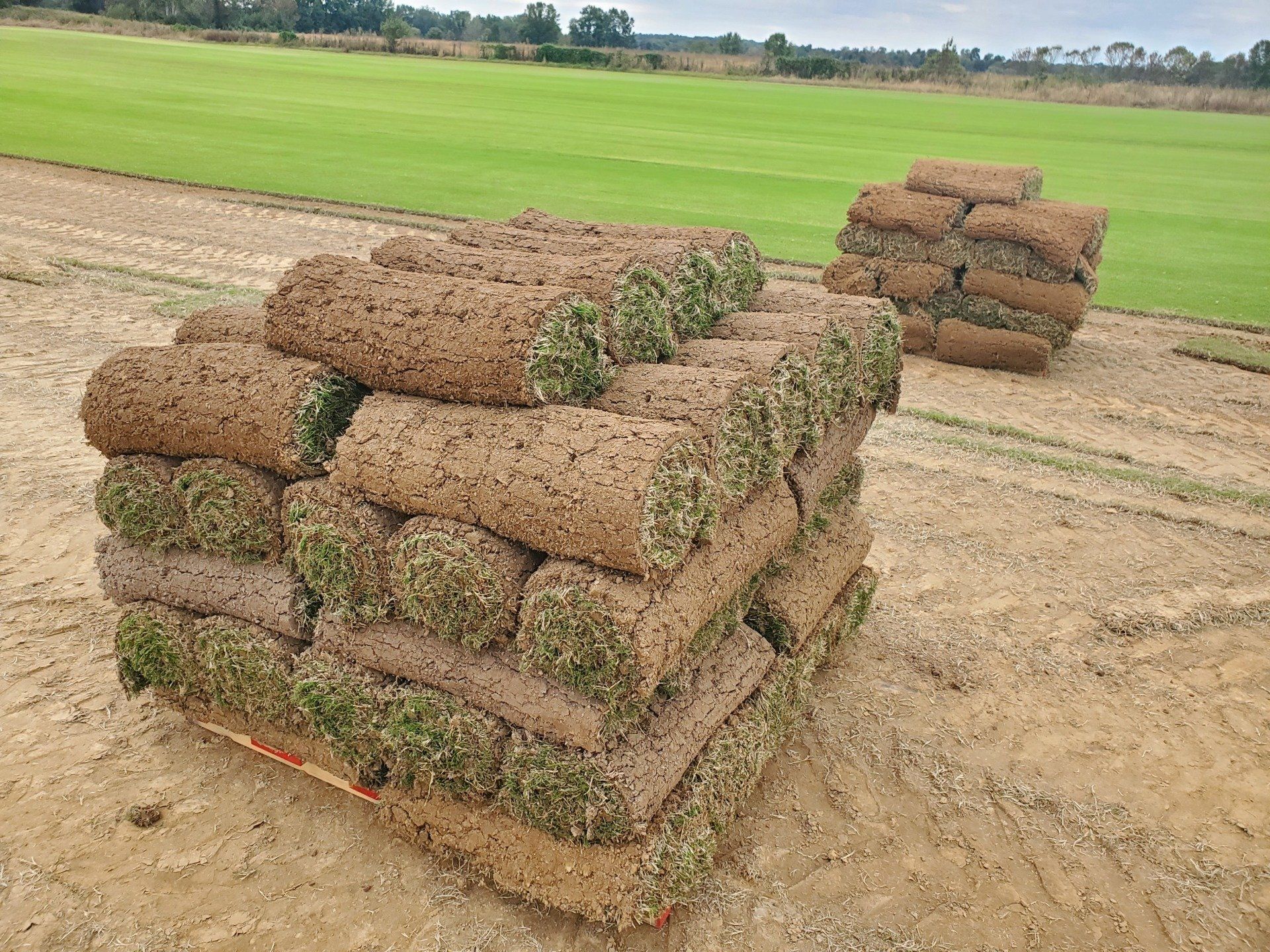 Bermuda Grass | Bermuda Grass for Lawn | Smyrna, TN