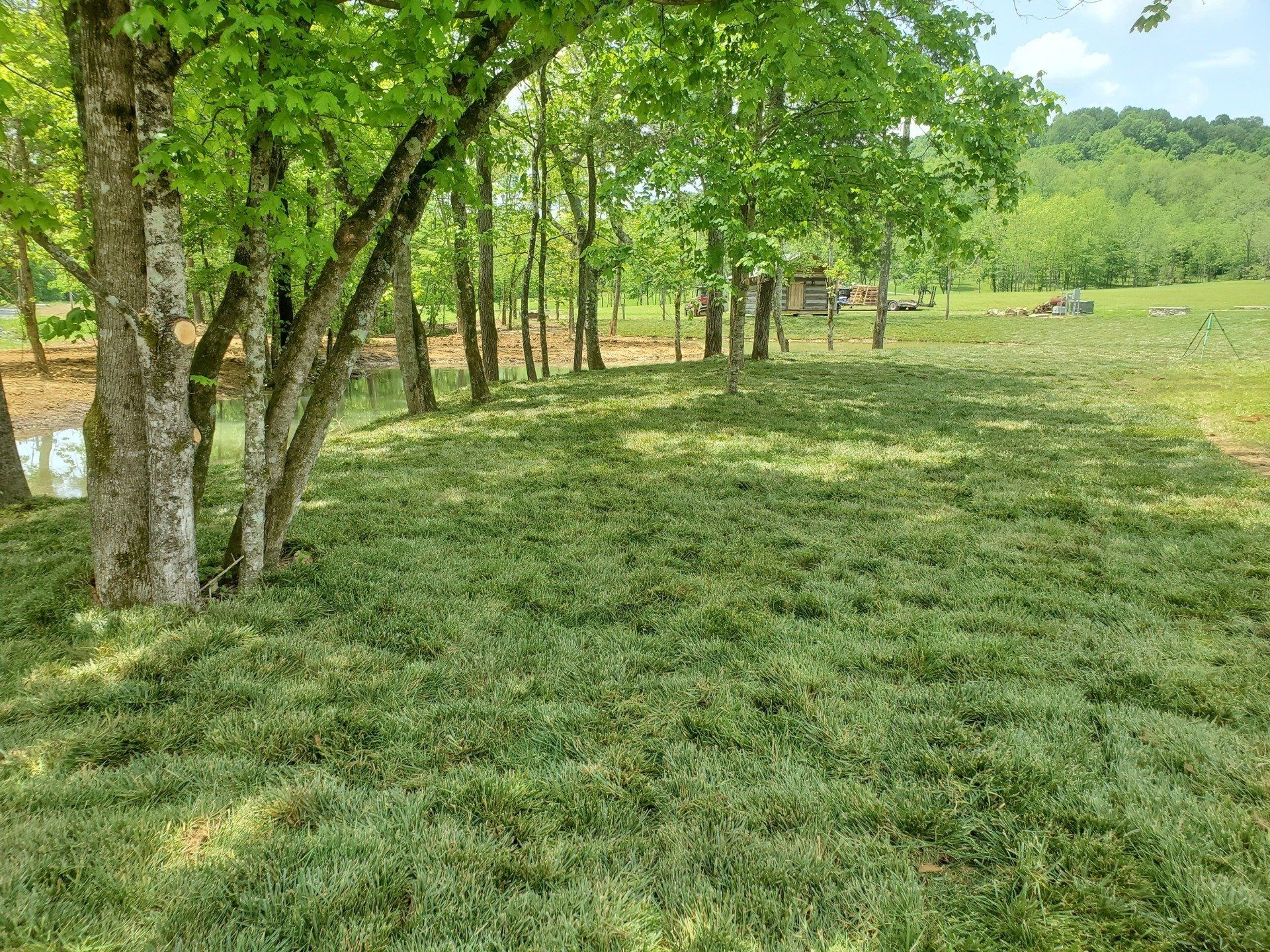 Fescue Grass